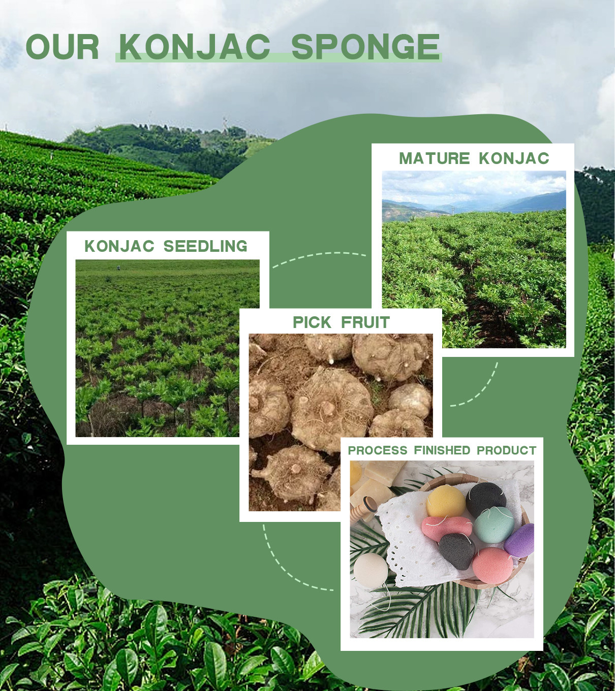 Dernière affaire concernant Des éponges konjac sont dérivées du tubercule de l'usine konjac